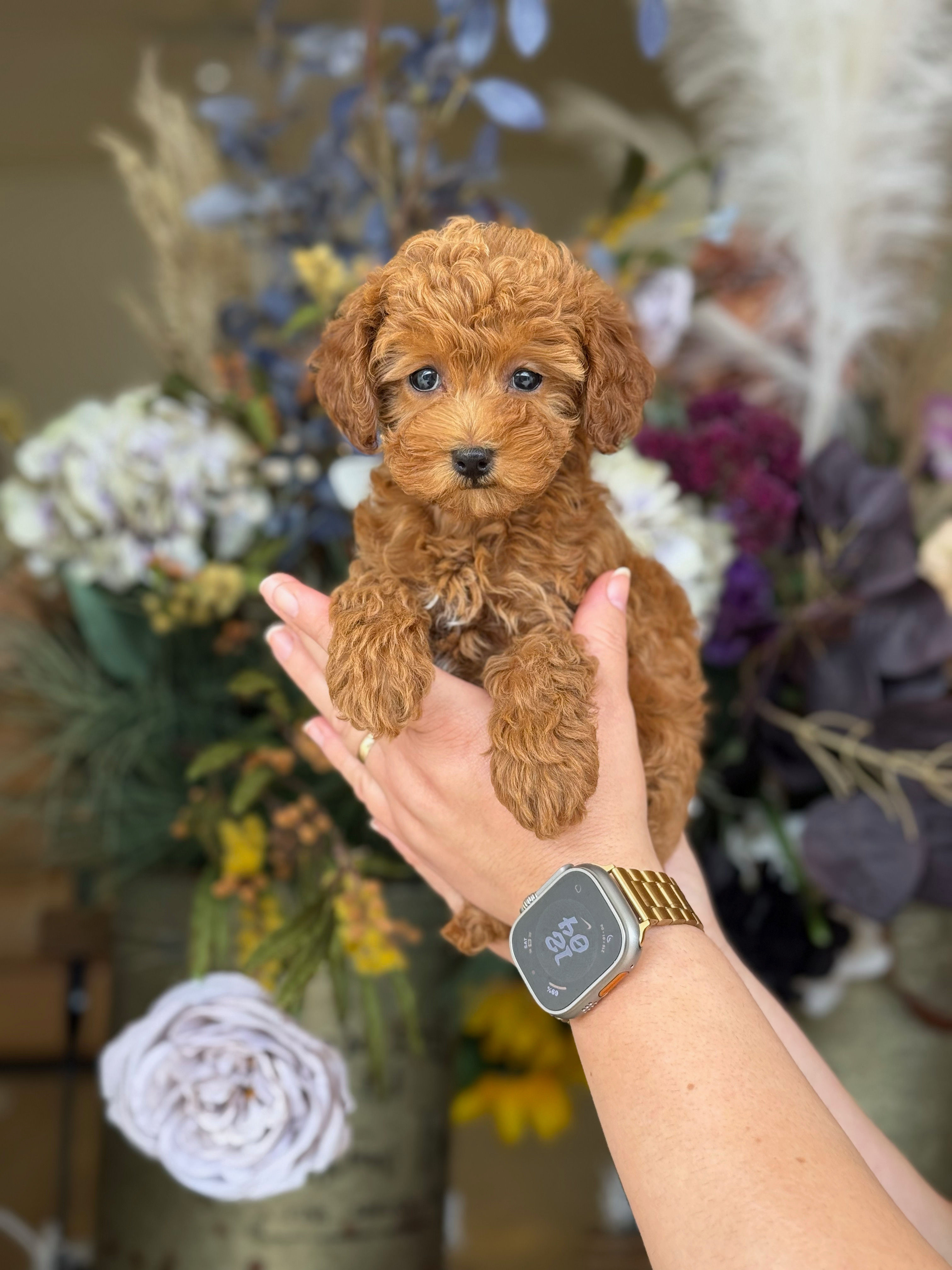 Toy poodle macho TP-8 - VENDIDA