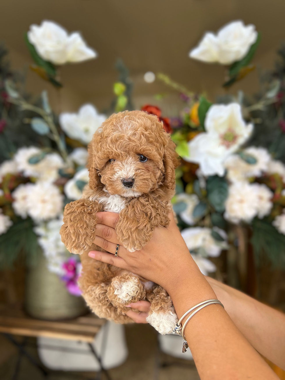 Toy Mini Poodle - macho -MP-12-VENDIDO