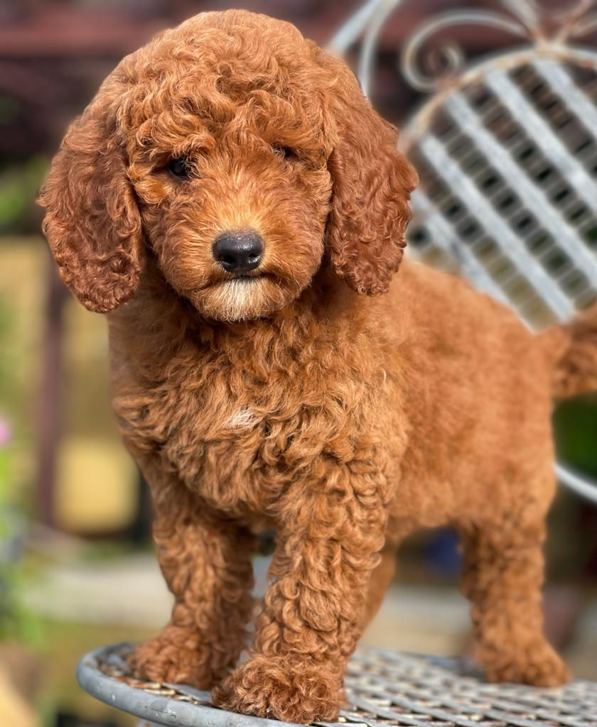 Mini Goldendoodle Hembra MGJ07-Vendida