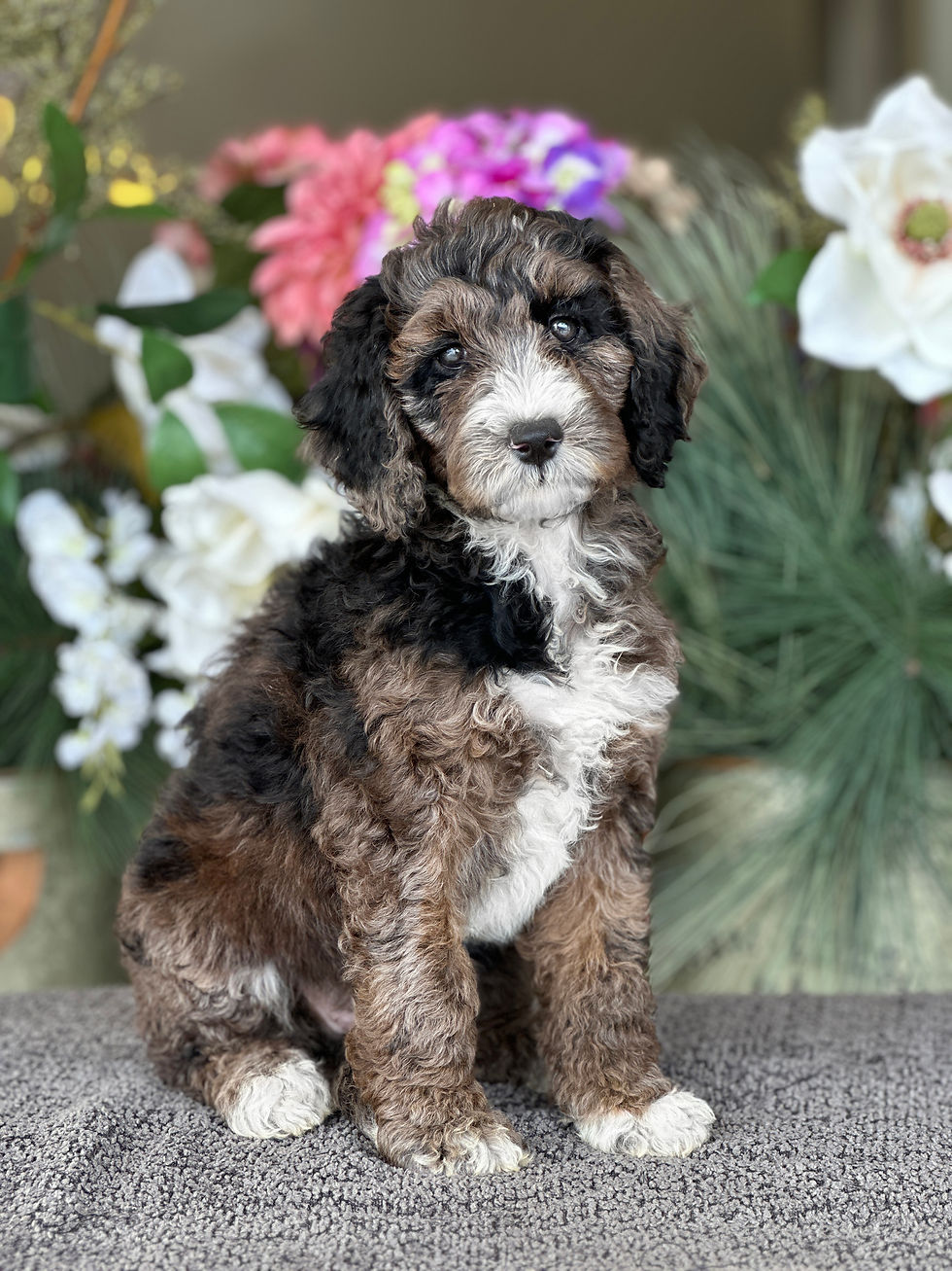 Mini Goldendoodle merle ID:1772 vendida