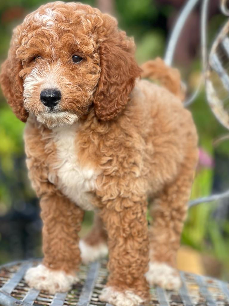 Mini Goldendoodle Hembra MGJ06 UE- Vendido
