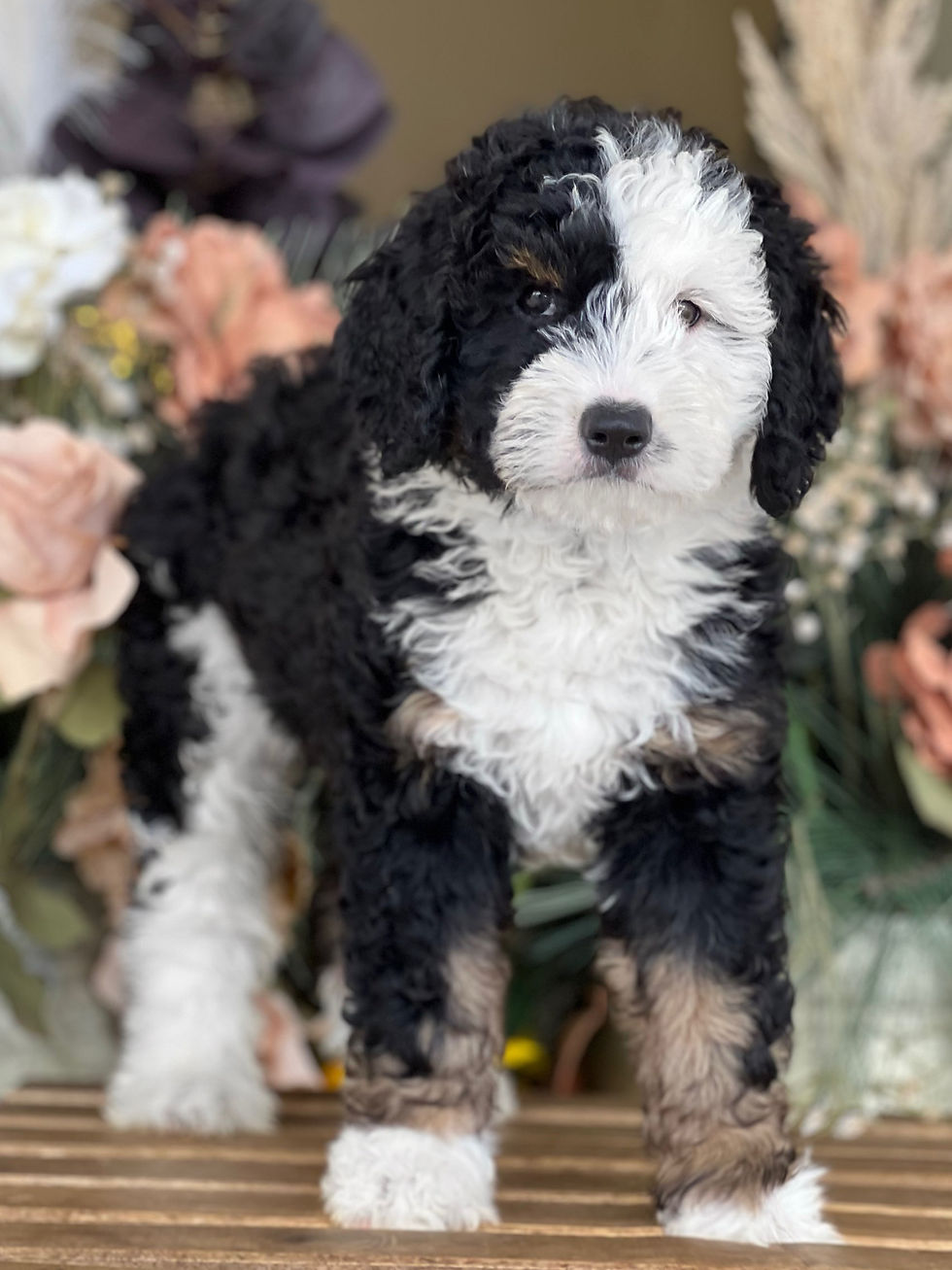 Mini Bernedoodle Tricolor macho #MB-3 - VENDIDO