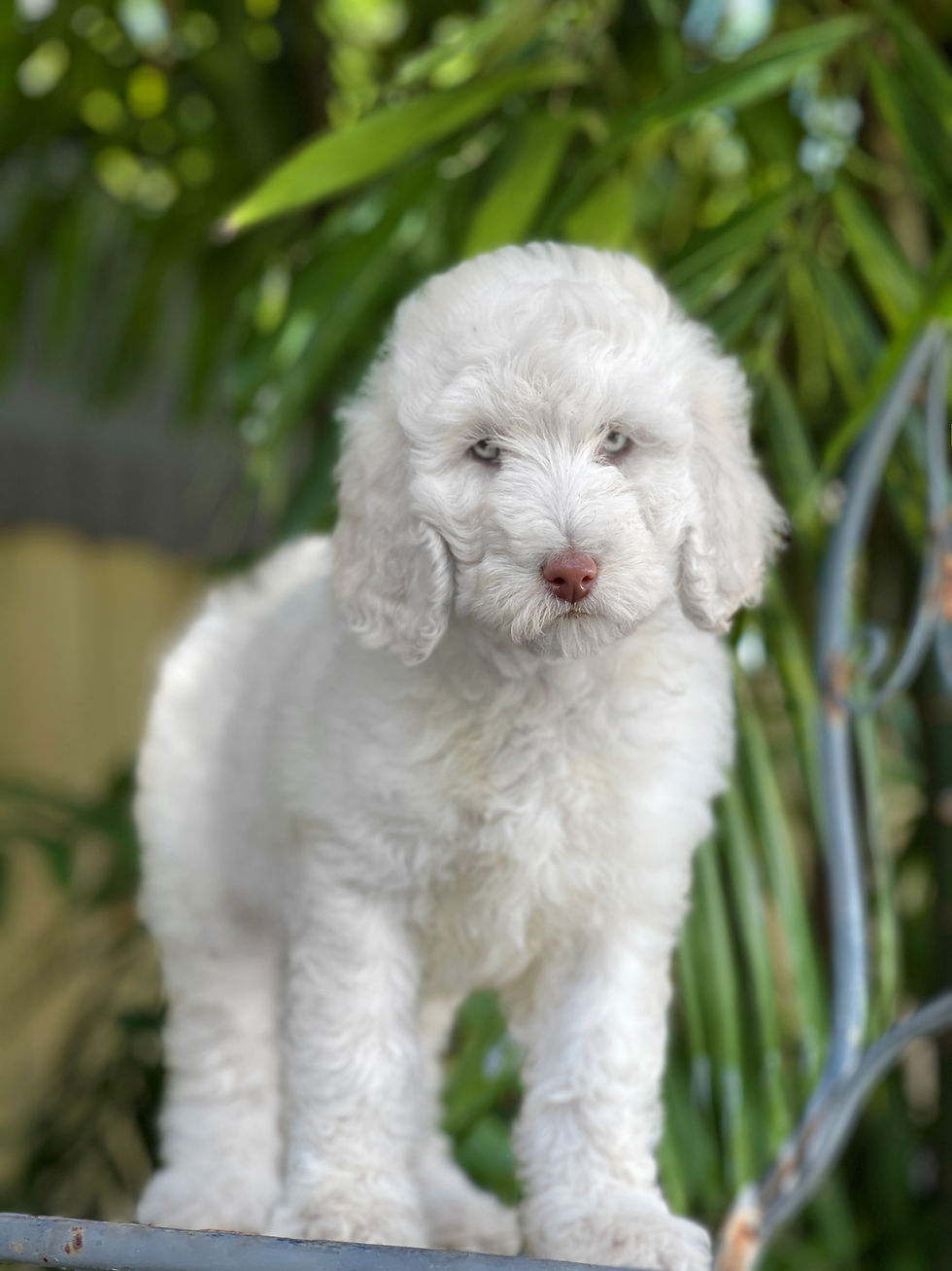 STANDARD POODLE BLANCA Ojos Verdes - hembrita AKC #OCT304
