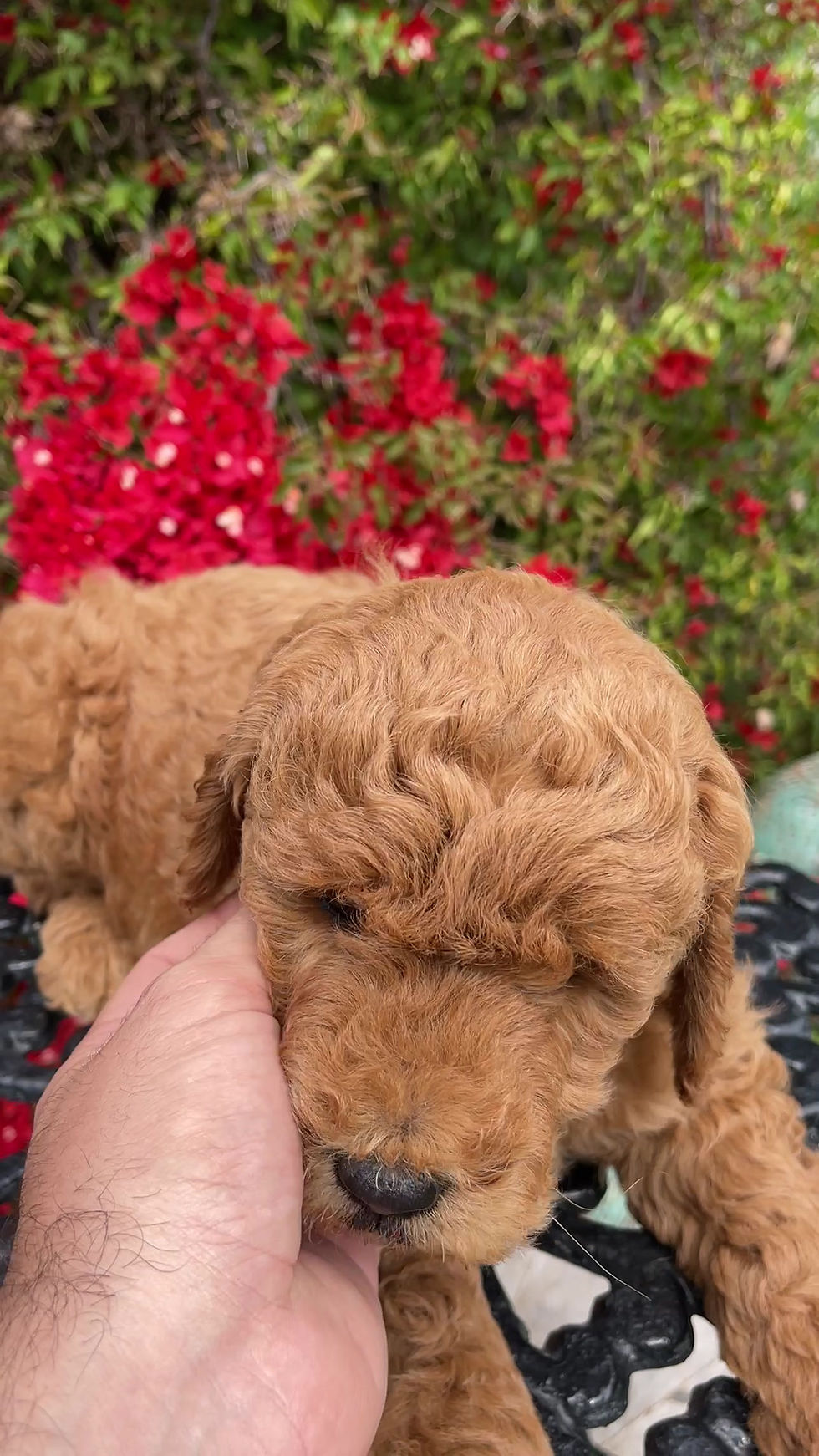 Miniatura: MINI GOLDENDOODLE #1 VENDIDO- MACHITO