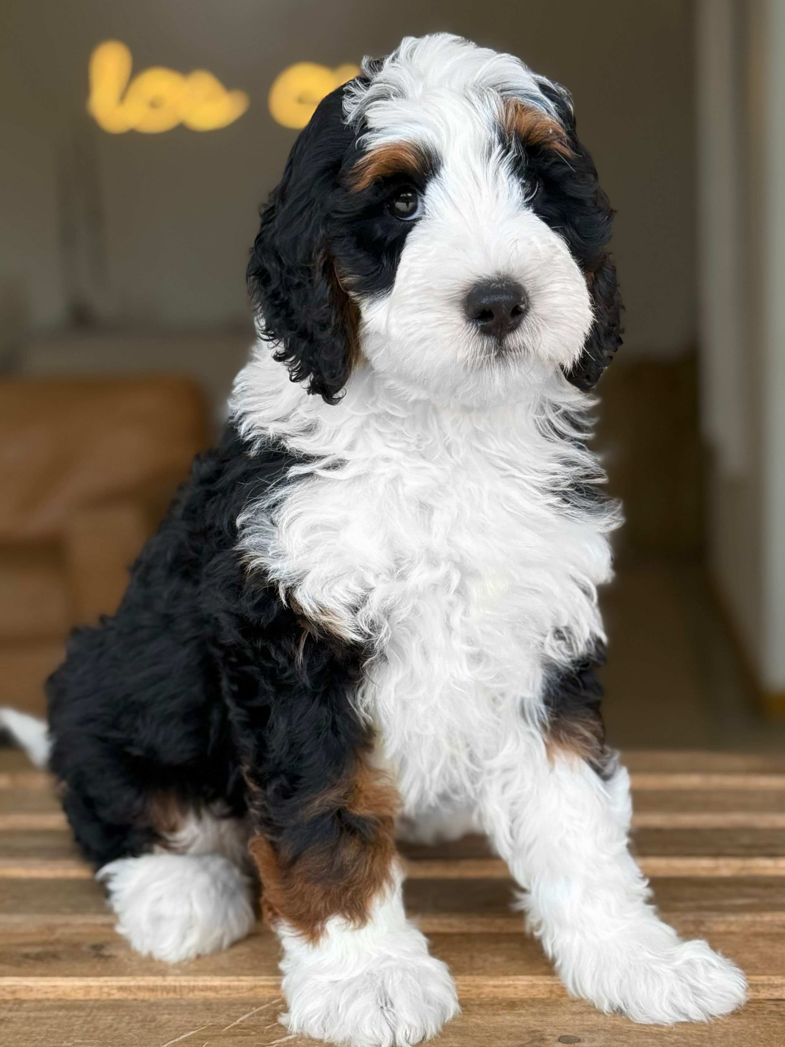 Mini Bernedoodle Tricolor macho #MB-1 - VENDIDO