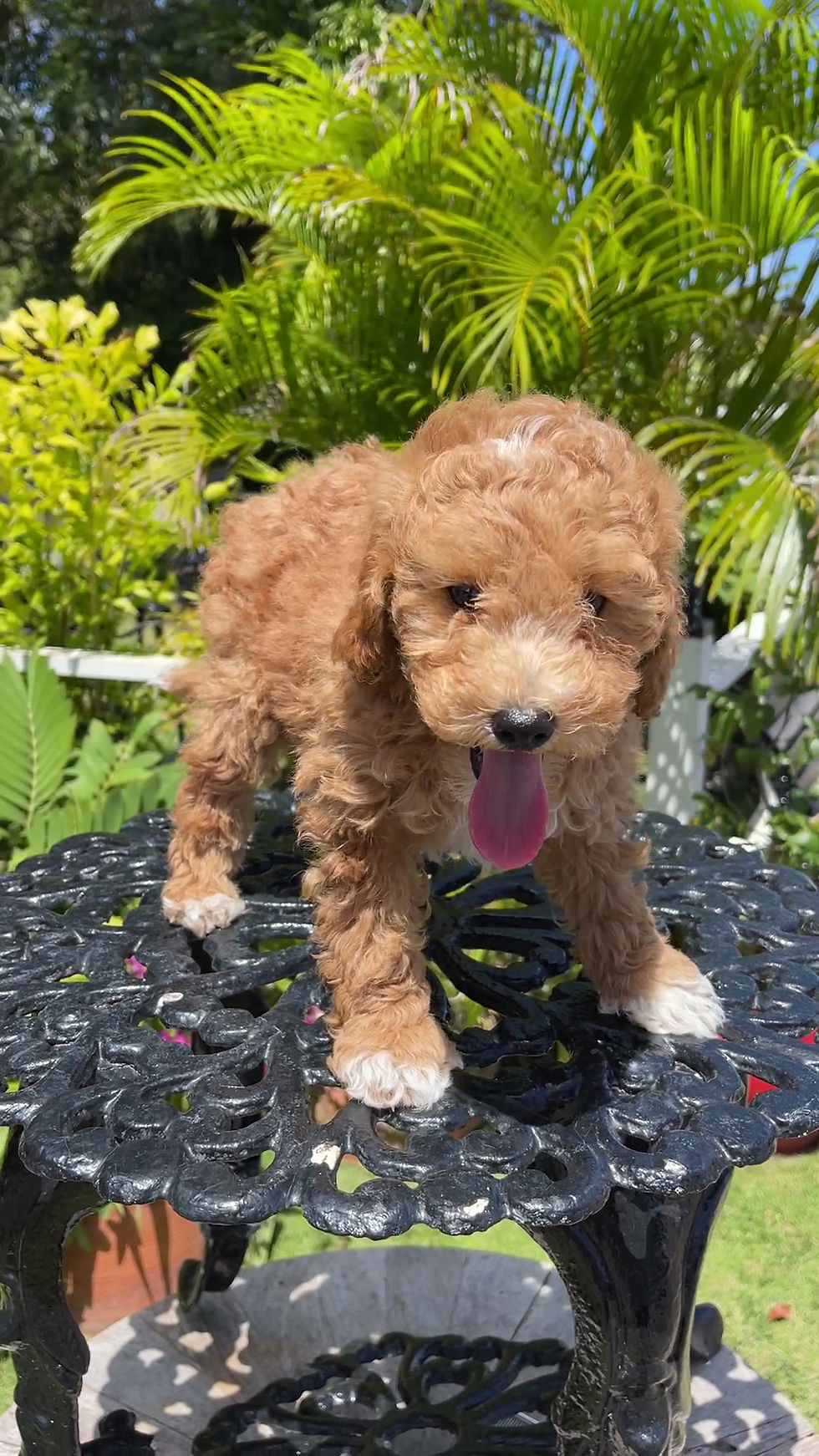 Miniatura: TOY POODLE #1 - Macho con Registro VENDIDO