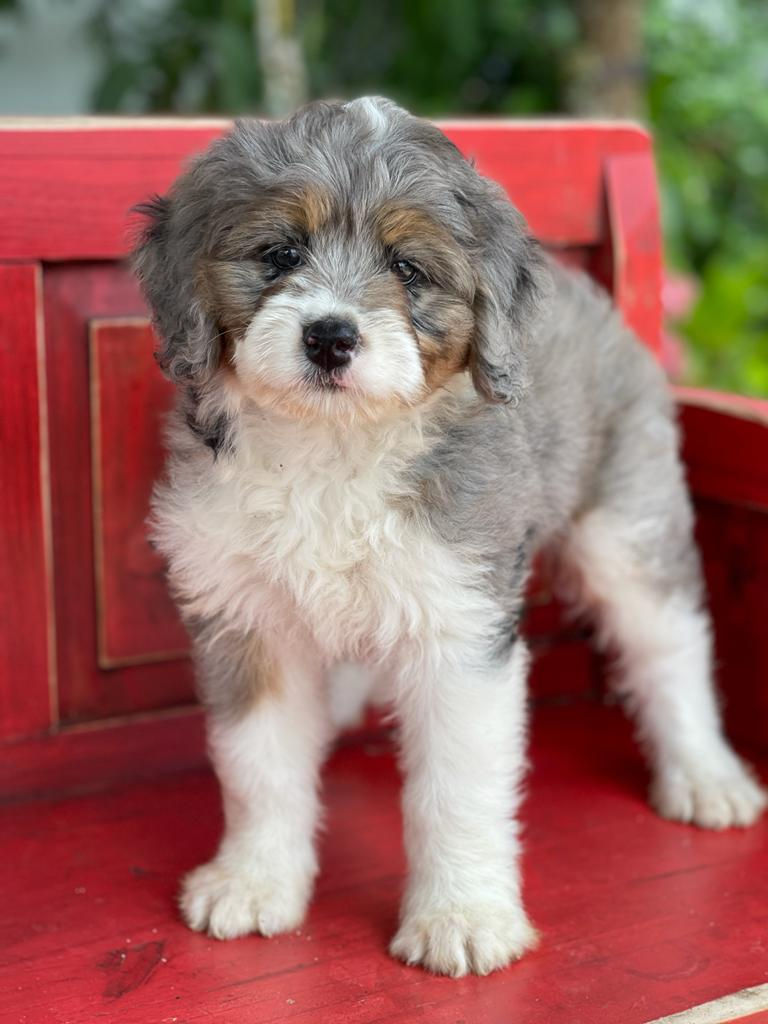 Thumbnail: MINI BERNEDOODLE Phantom Merle #PM02 Hembra