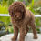 Miniatura: STANDARD POODLE Rojo Ojos verde- Hembra AKC Reunited 02 - Vendida