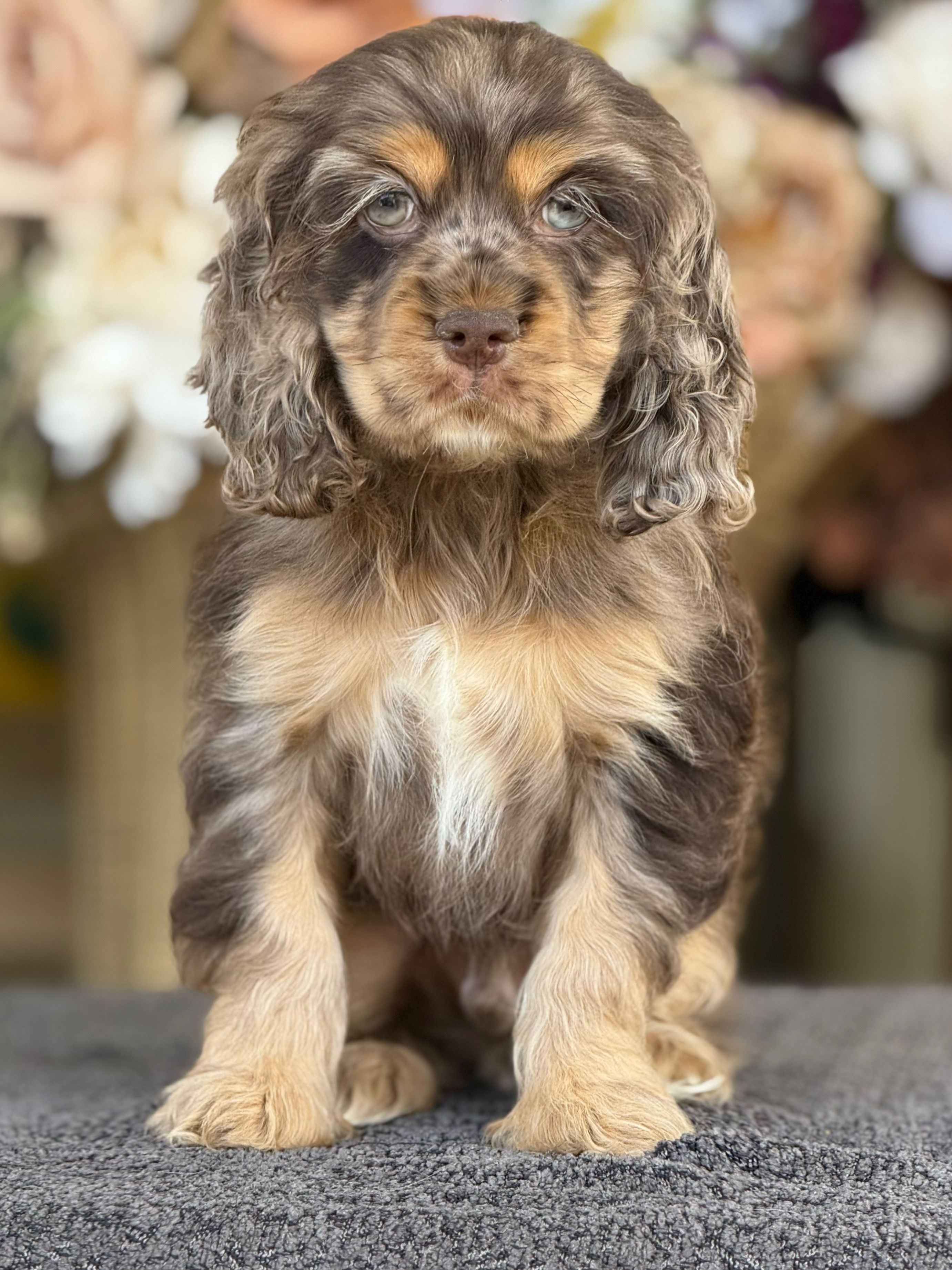Cocker Spaniel Merle nene CS_06 -  VENDIDO