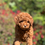 Miniatura: Mini GOLDENDOODLE #71 - hembra - Vendida