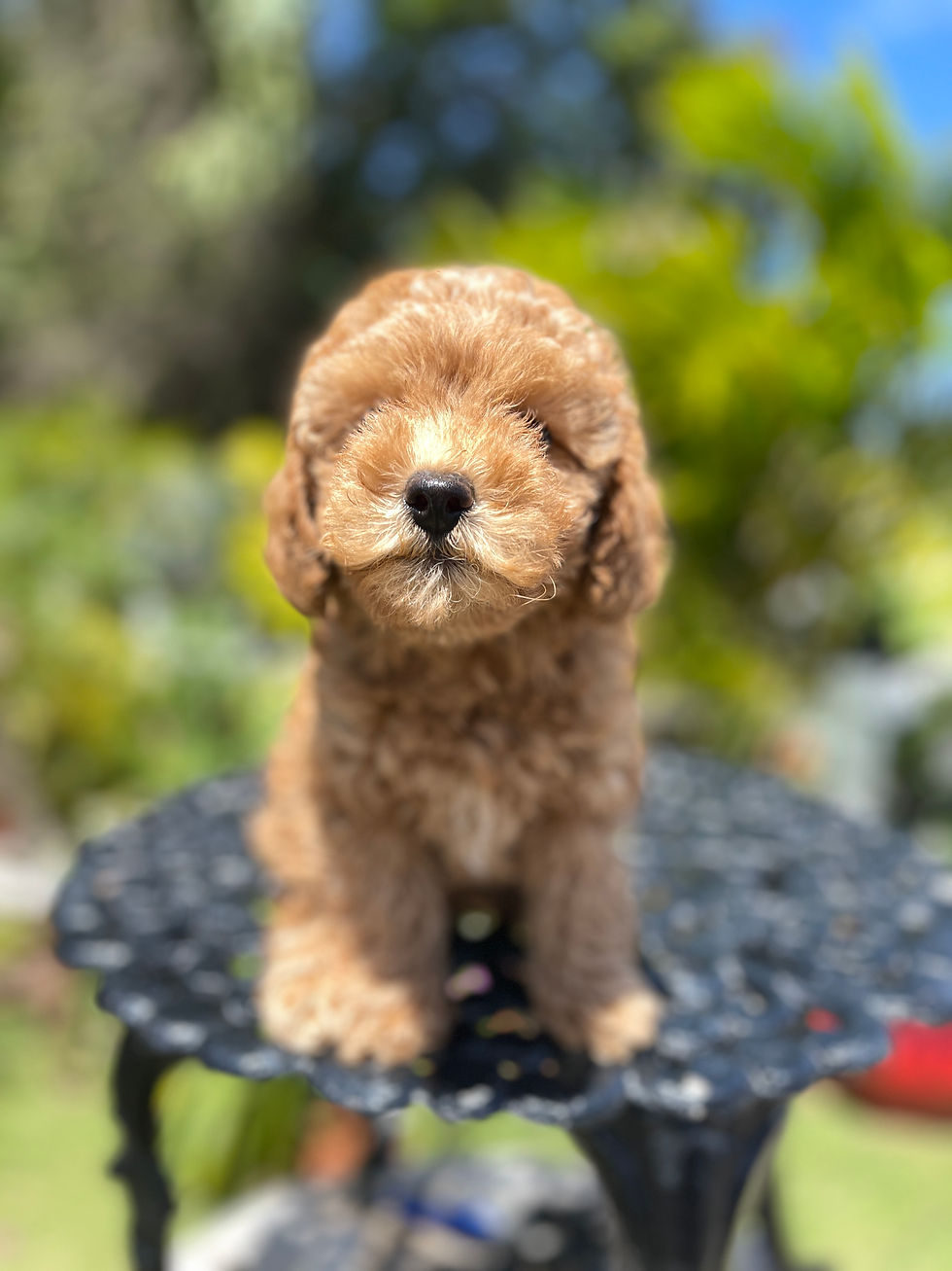 Miniatura: TOY POODLE #1 - HEMBRA con Registro VENDIDA