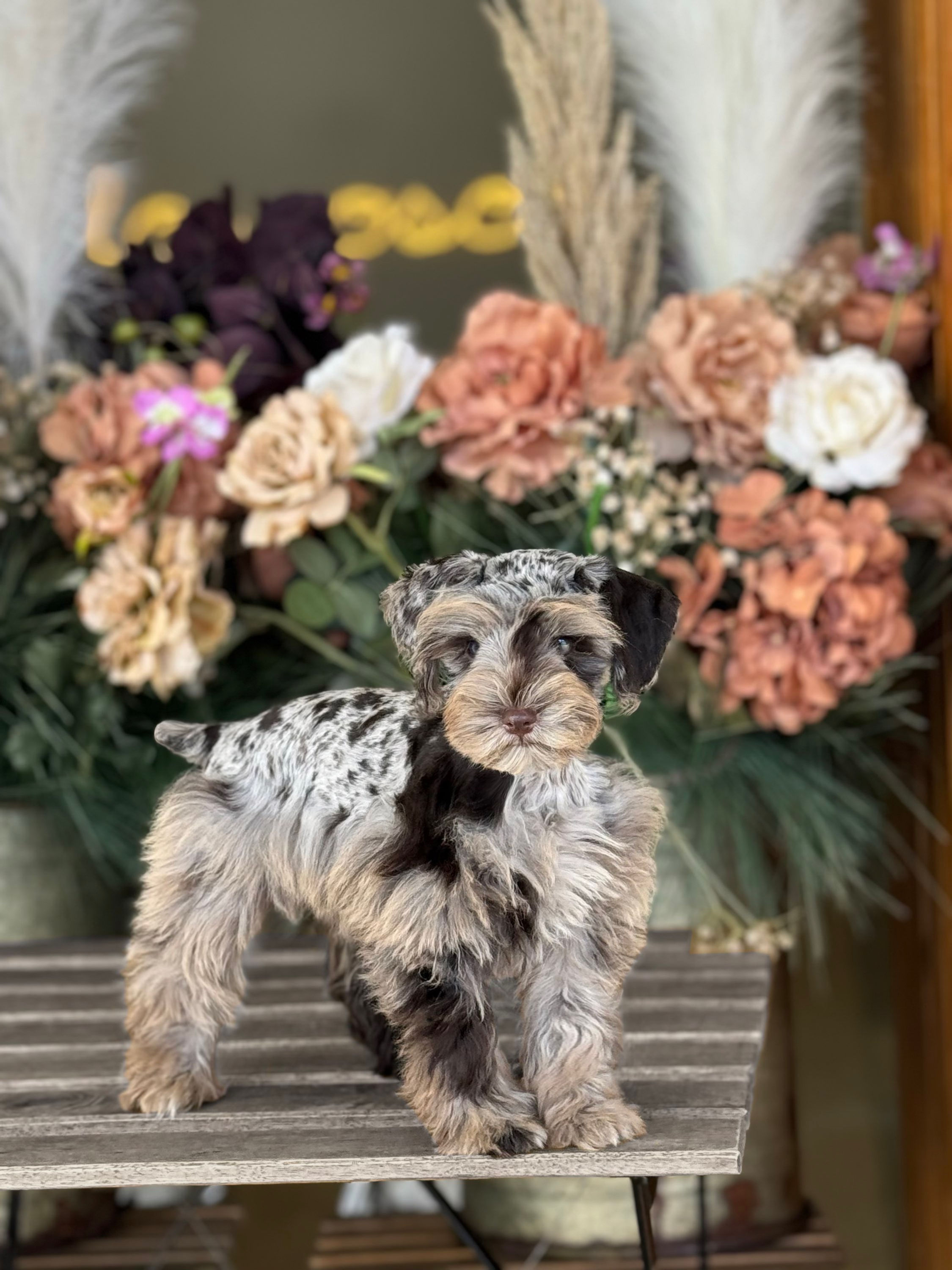 Mini Schnauzer merle hembra-VENDIDA
