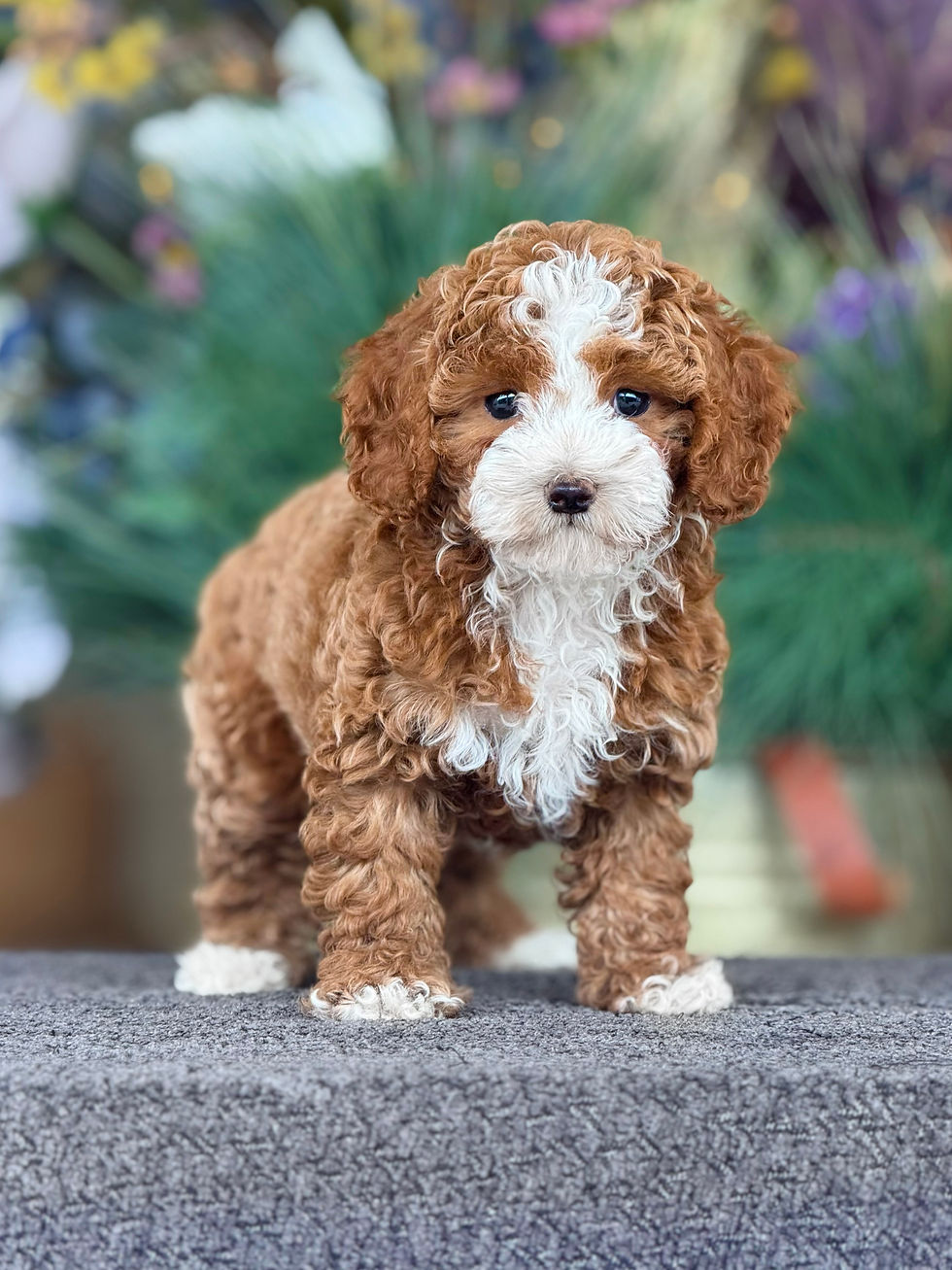 Cavapoo Tuxedo nena CT_01 - VENDIDA