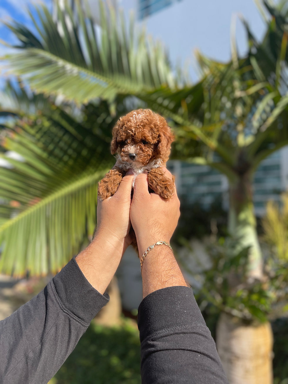 Thumbnail: Cavapoo #4 - HEMBRA VENDIDA