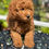 Miniatura: Mini GOLDENDOODLE #003 -Macho - Vendido