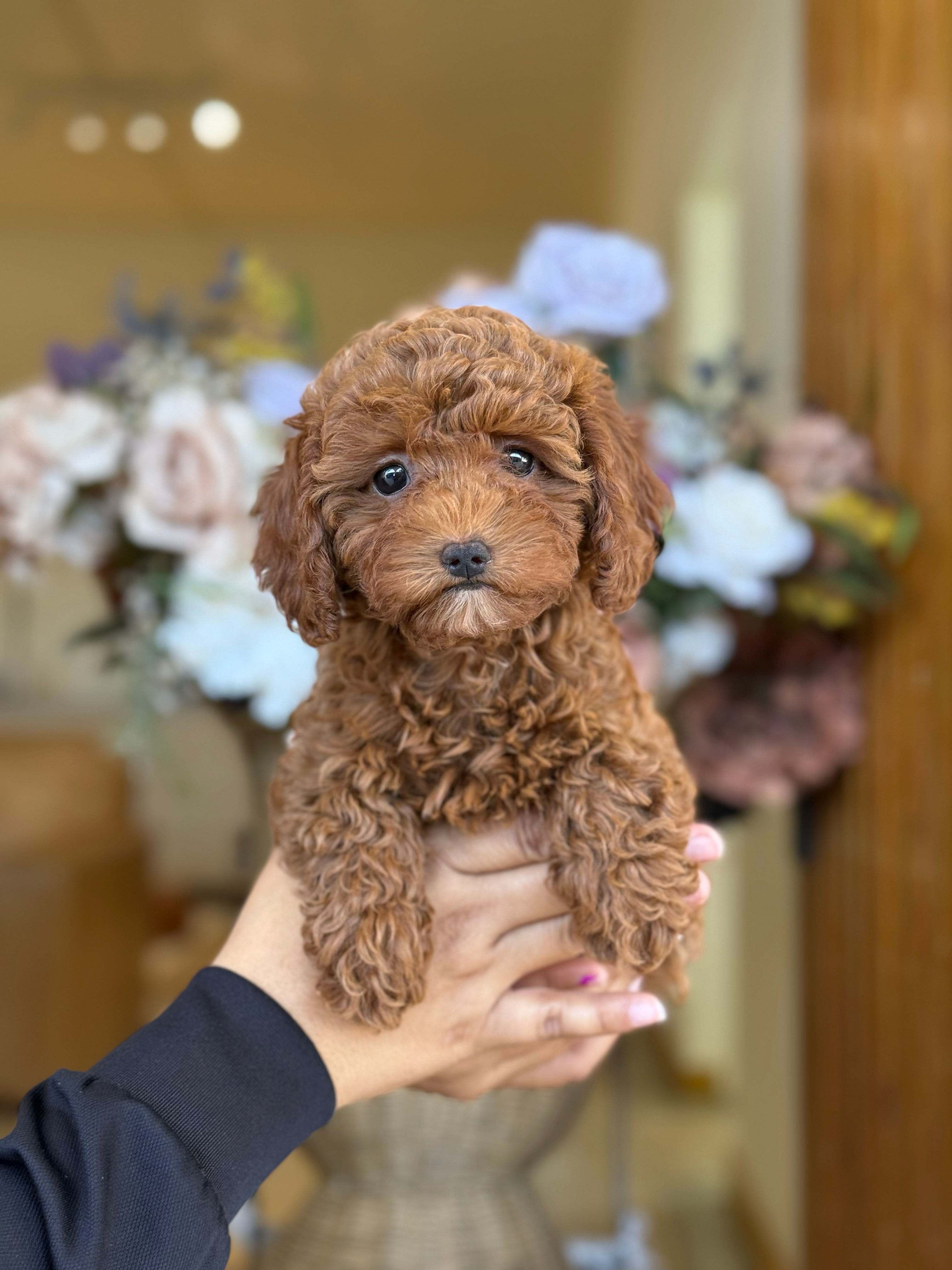 Mini Toy Poodle nena MTP_12 - VENDIDA