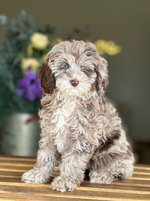 mini goldendoodle merle