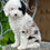 Miniatura: Sheepadoodle Hembrita vendida