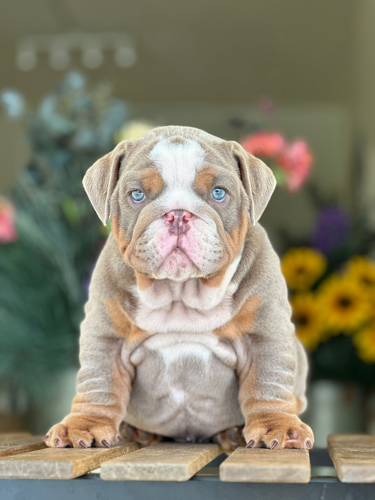English Bull Dog Lilac Machito -VENDIDO