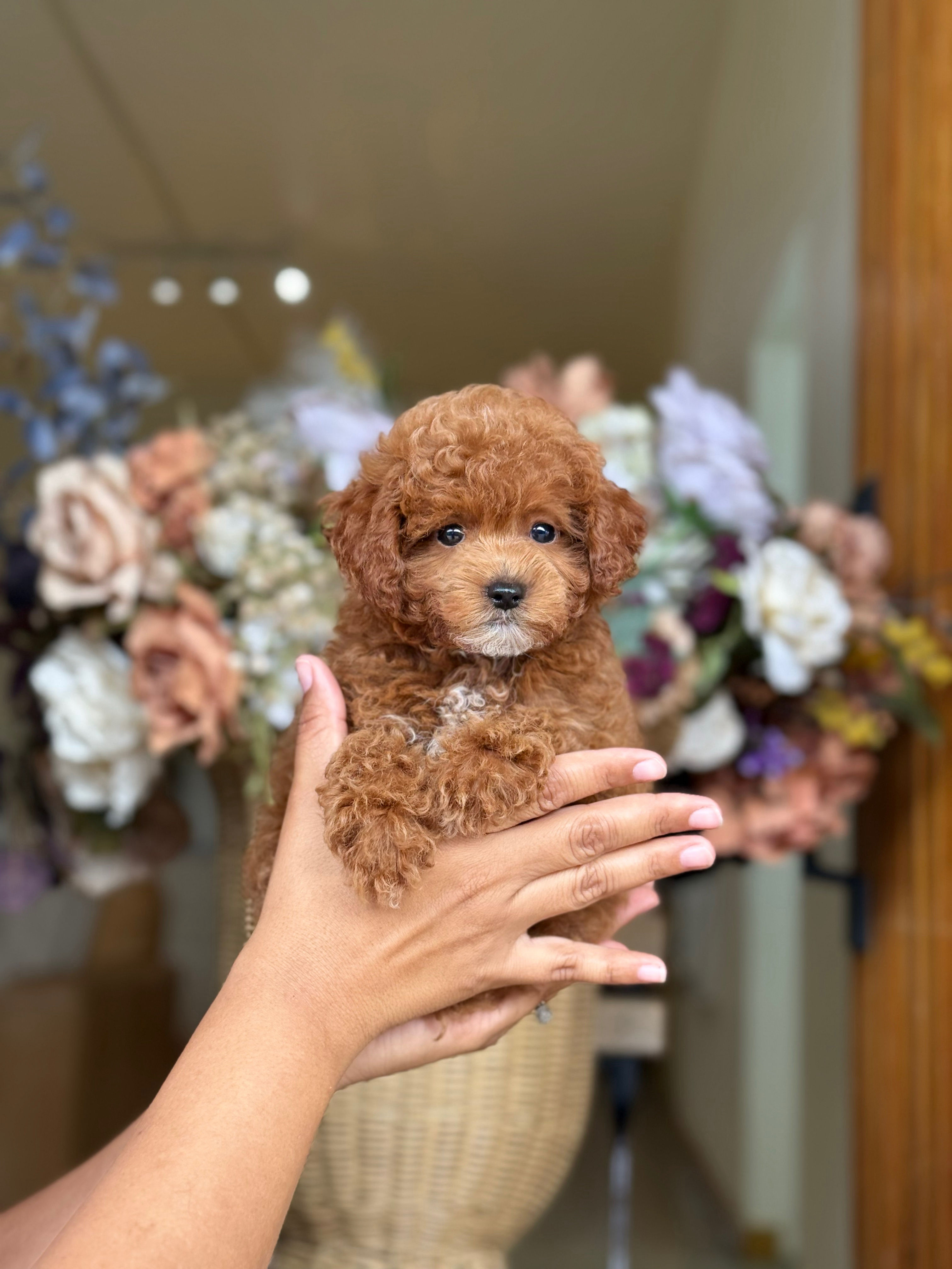 Toy Poodle nena TP_43 - VENDIDA