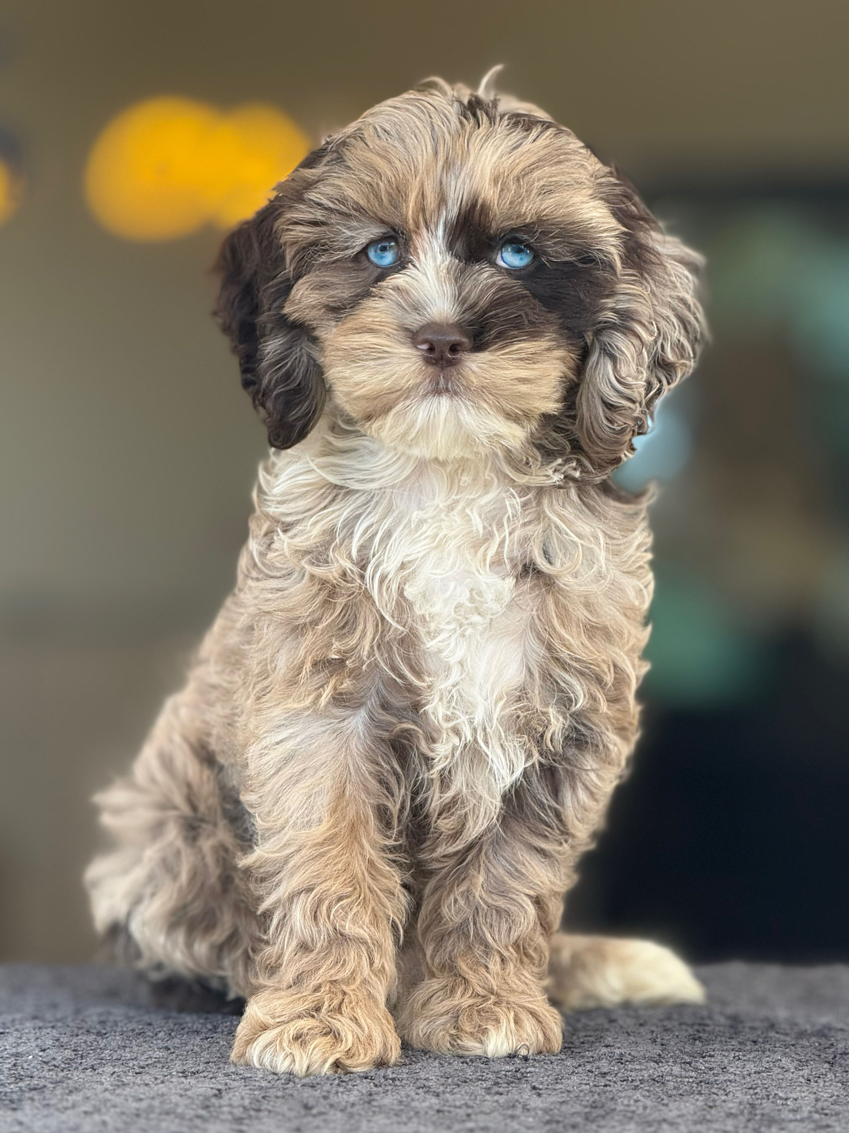 Cockapoo Merle nena CM-03 - VENDIDA 