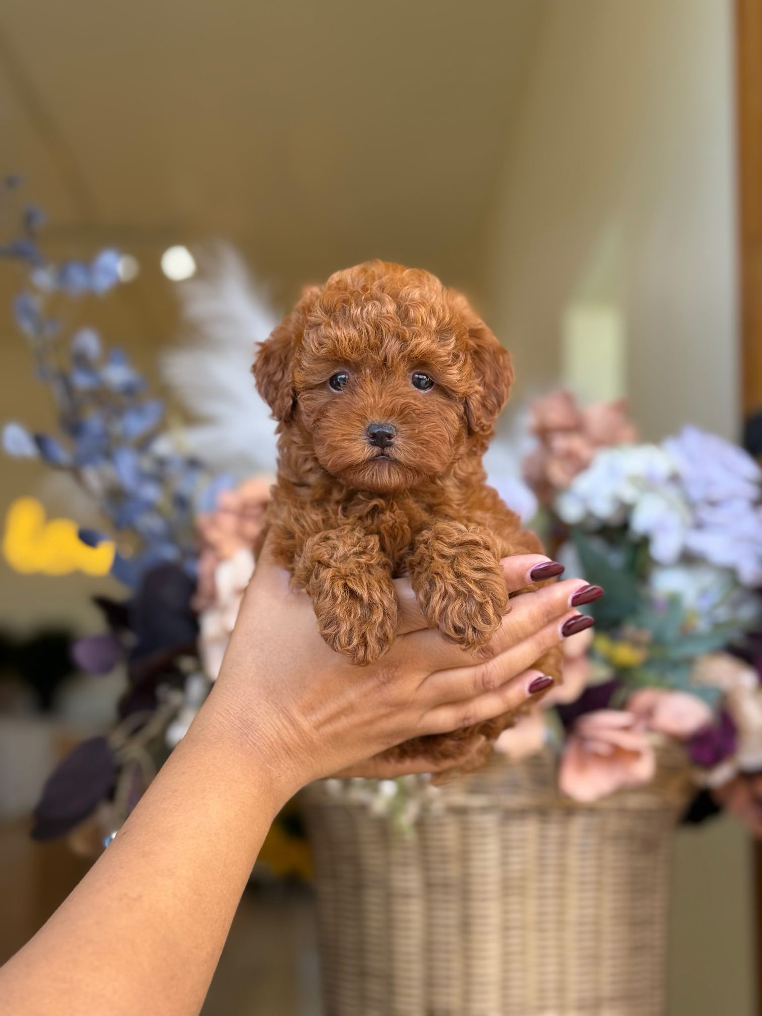 Toy Poodle nena ACA TP_50 - Financiamiento Disponible