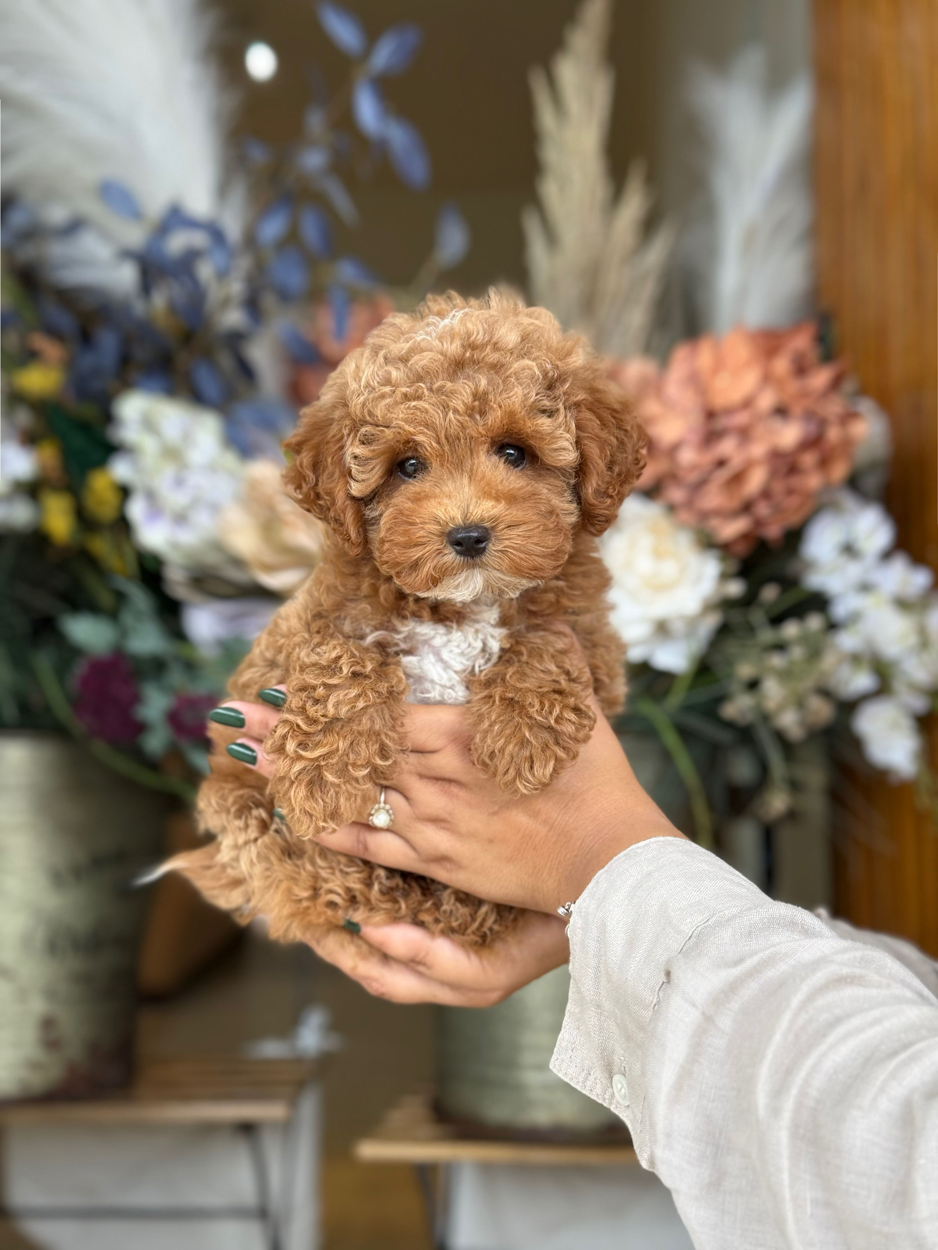 AKC Mini Toy poodle hembra MTP 2 - VENDIDA