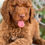 Miniatura: STANDARD POODLE Rojo Ojos verde- Hembra AKC Reunited 02 - Vendida