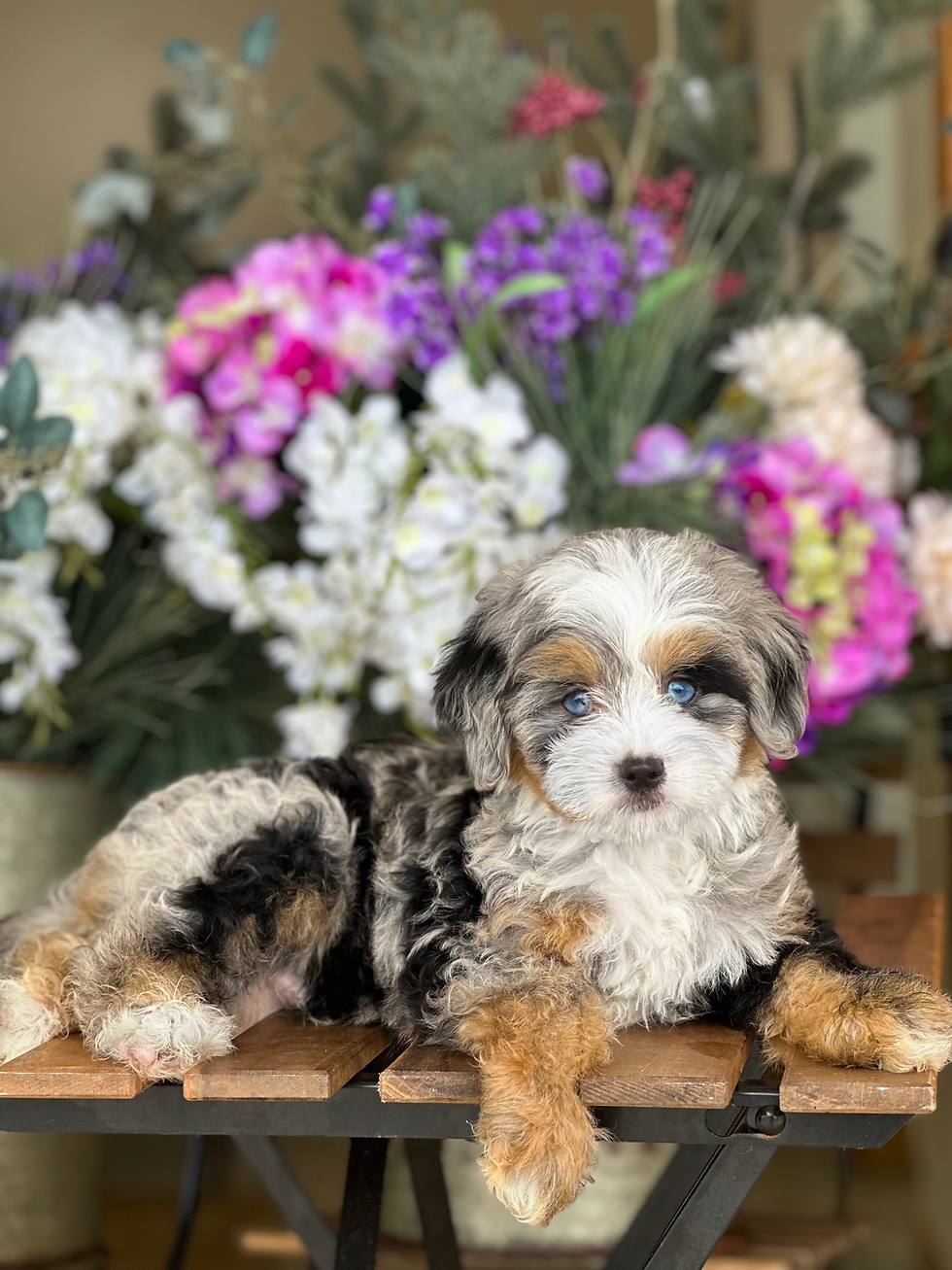 Mini bernedoodle merle MB-2