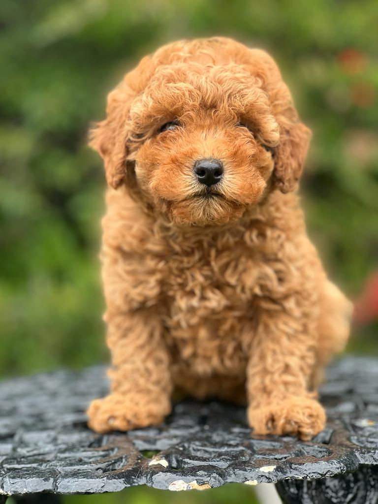 Thumbnail: Cavapoo  -Hembra -001 - Vendida