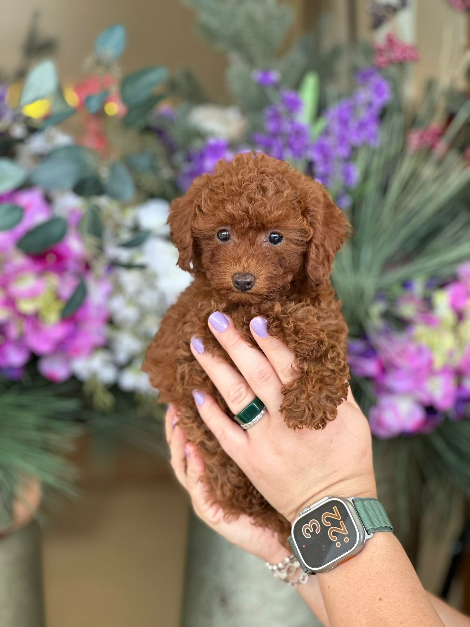 Toy  poodle hembrita ACA Tp-01m Vendida