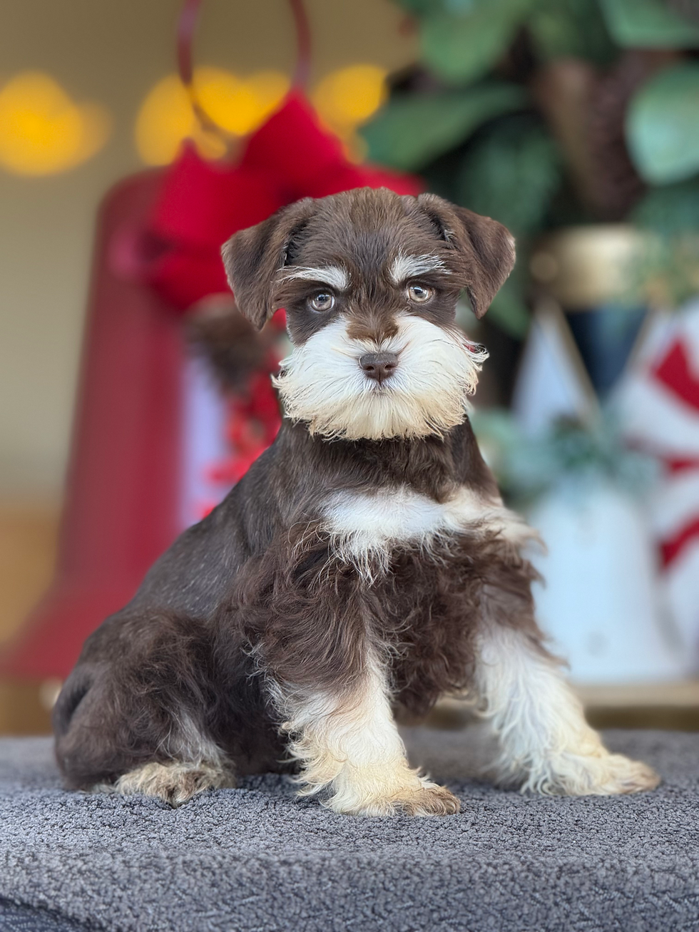 Mini Schnauzer Liver nene MS_04 - VENDIDO