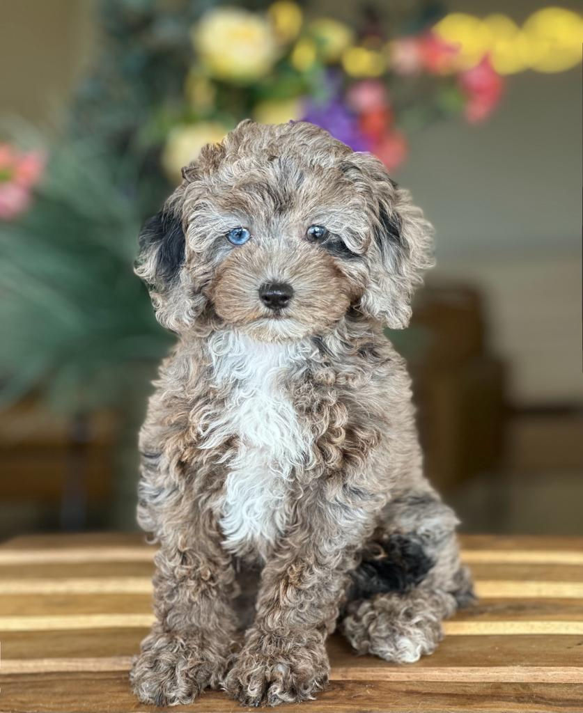Mini POODLE - Macho Merle -MPJ-01 vendido