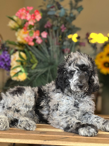 pois square poodle onepiece グレー M AKC STANDARD POODLE Macho merle- SPM-04-VENDIDO | Los Osos PR