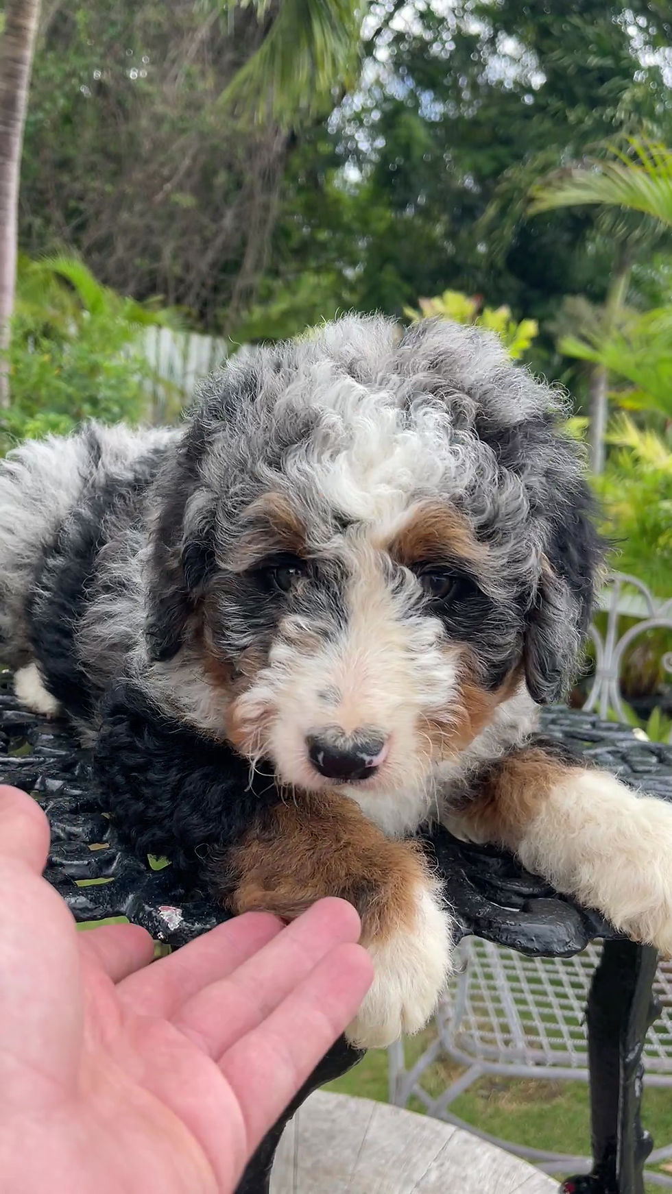 Miniatura: MINI BERNEDOODLE Phantom Merle #02-Macho - Vendido