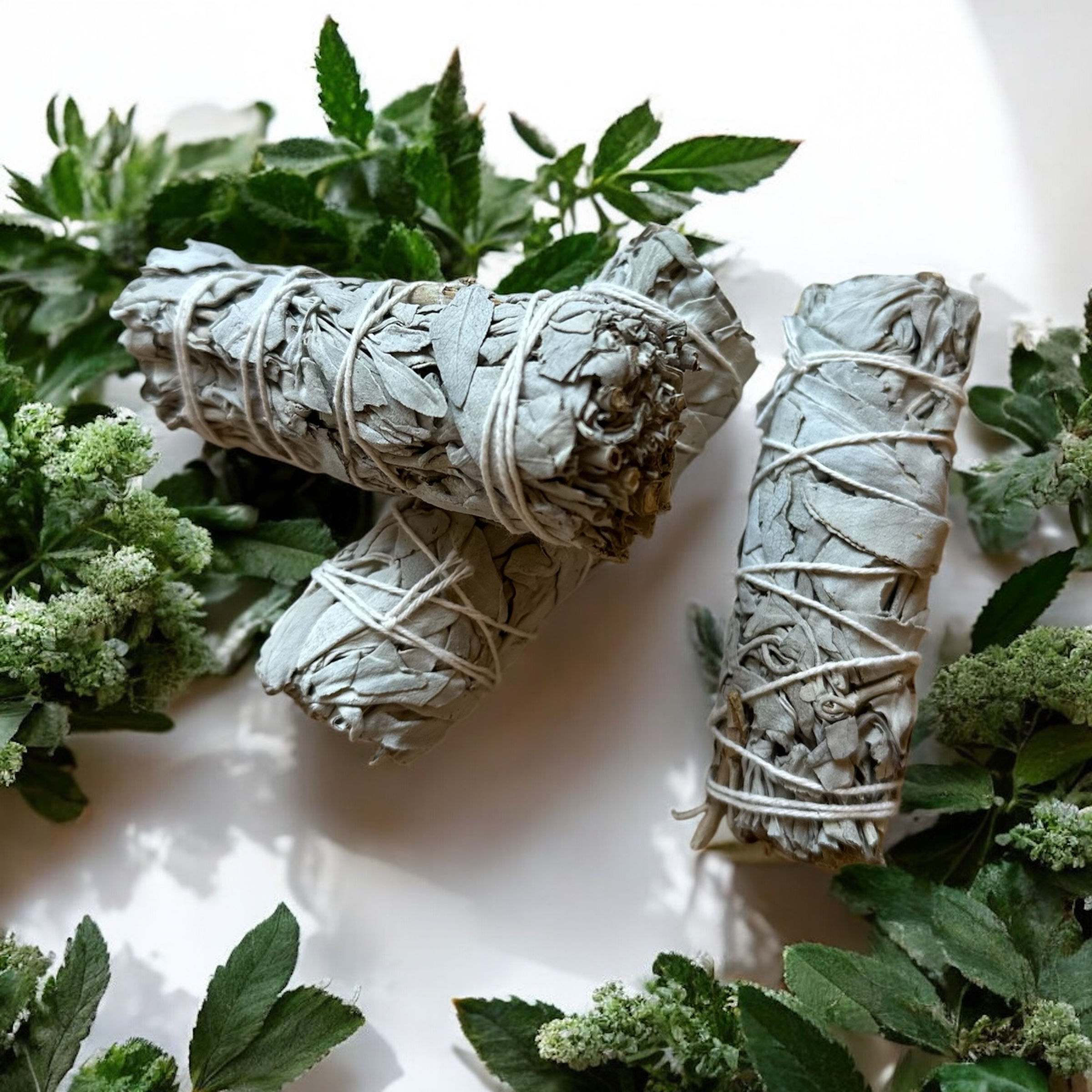 Atado de Salvia Blanca – Cultivo Ecológico