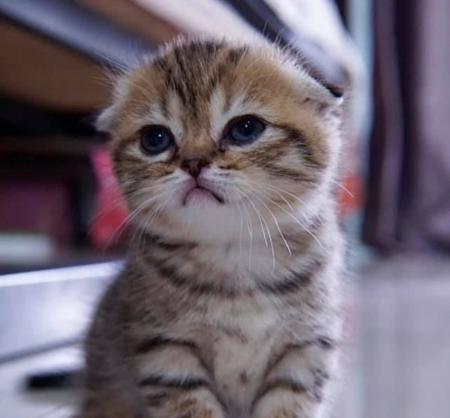 COOKIE
