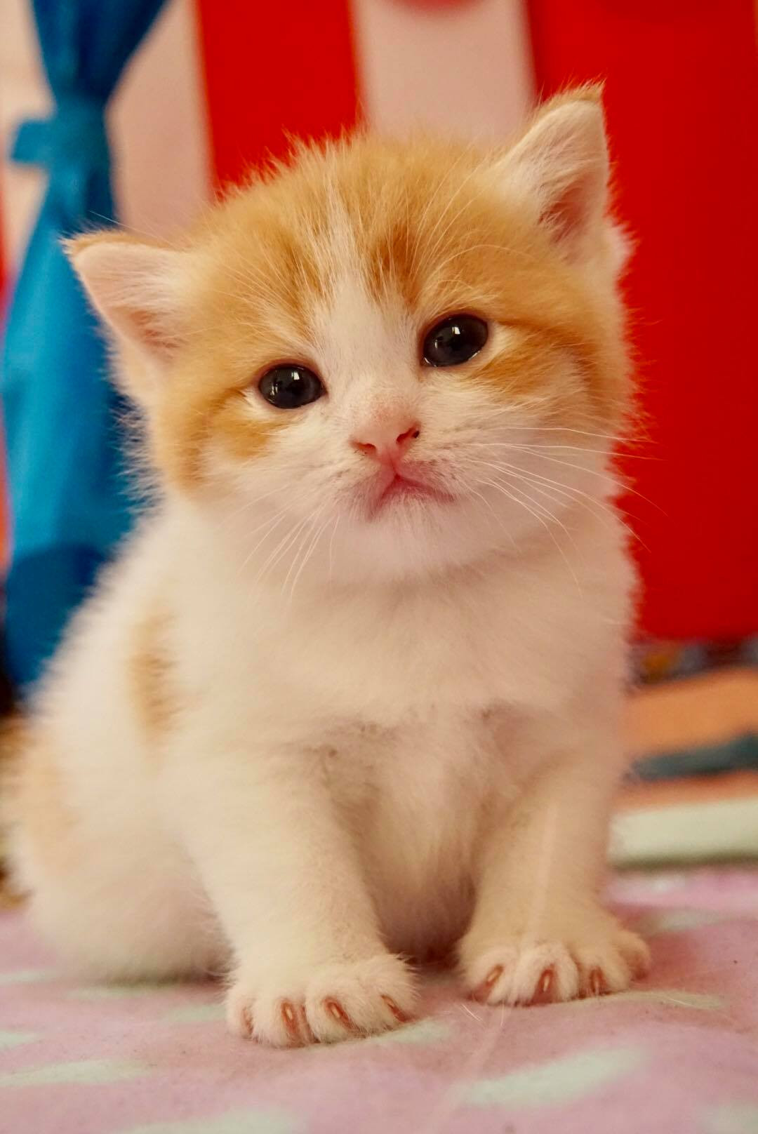 NOBU