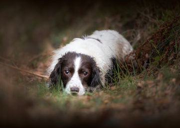 Luna the Springer photographed in Denmead.