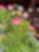 plante rose.jpg
