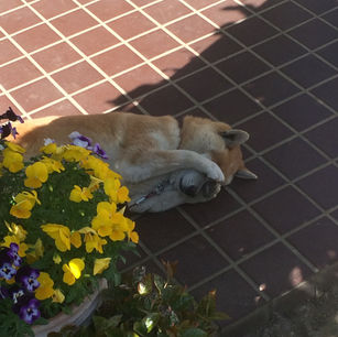 花と柴犬