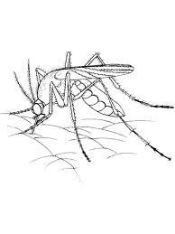 Mosquito