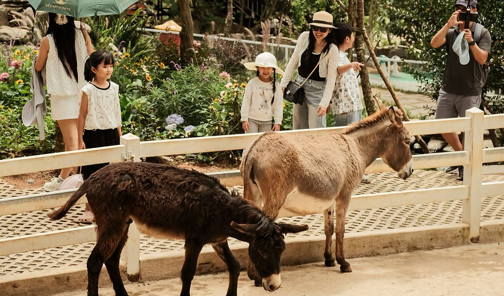 Vườn thú tại Puppy Farm Đà Lạt. (Ảnh: sưu tầm)