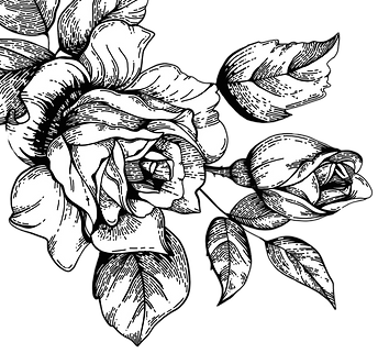 rose-sketch.png