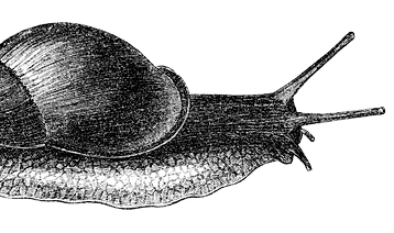 pngtree-antique-snail-png-image_10410799_edited_edited.png