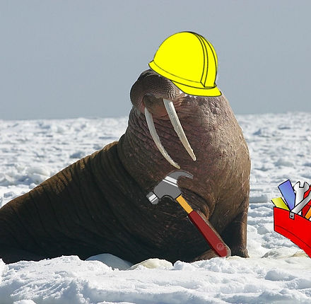 Pacific_Walrus_-_Bull_(8247646168).jpg
