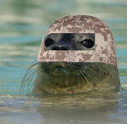 211101131508-03-harbour-seal-pups-study.jpg