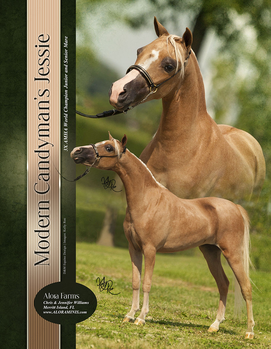Miniature Horse Stallion Ads Flyers
