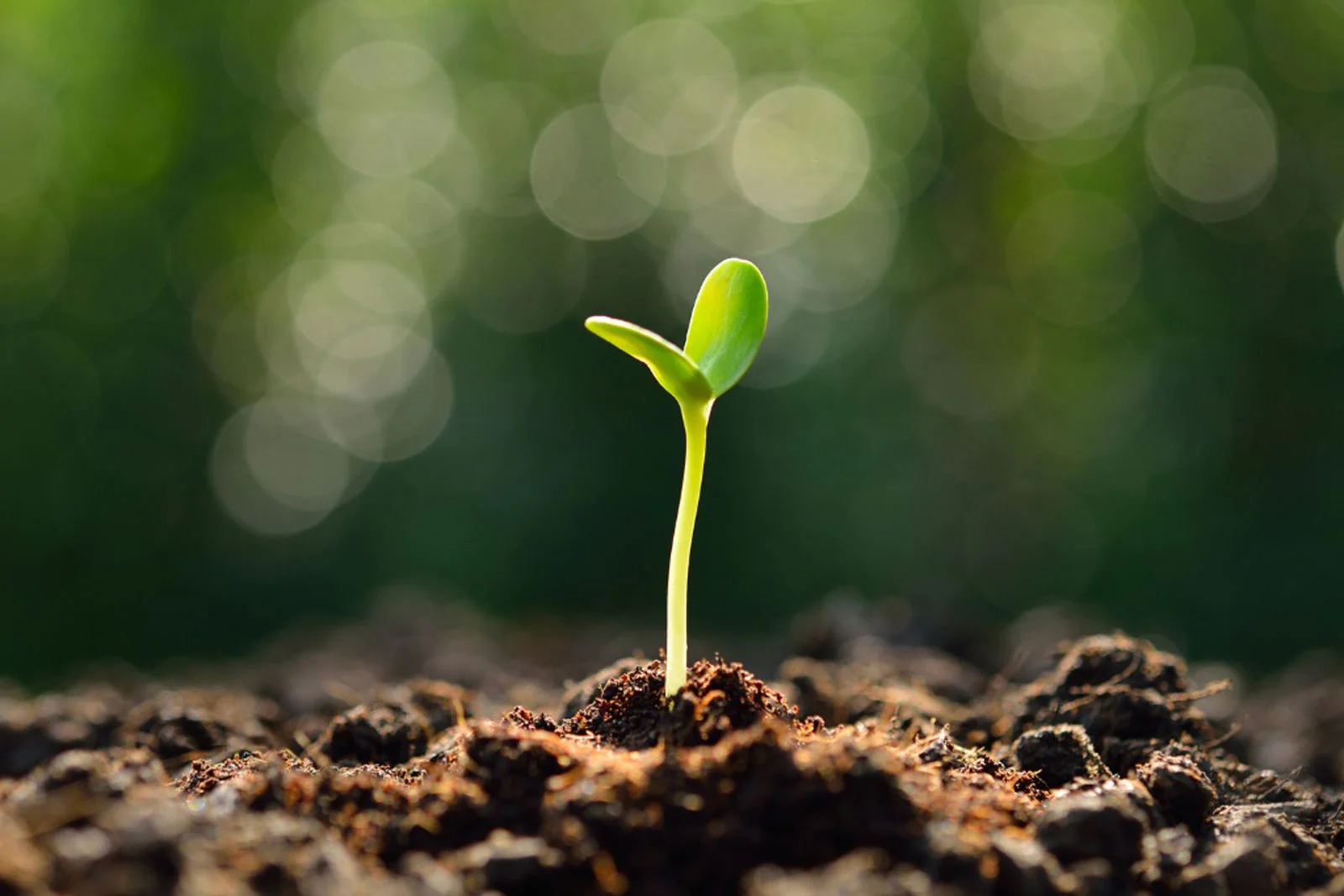 seedling.webp