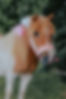thumbnail_IMG_8438.jpg